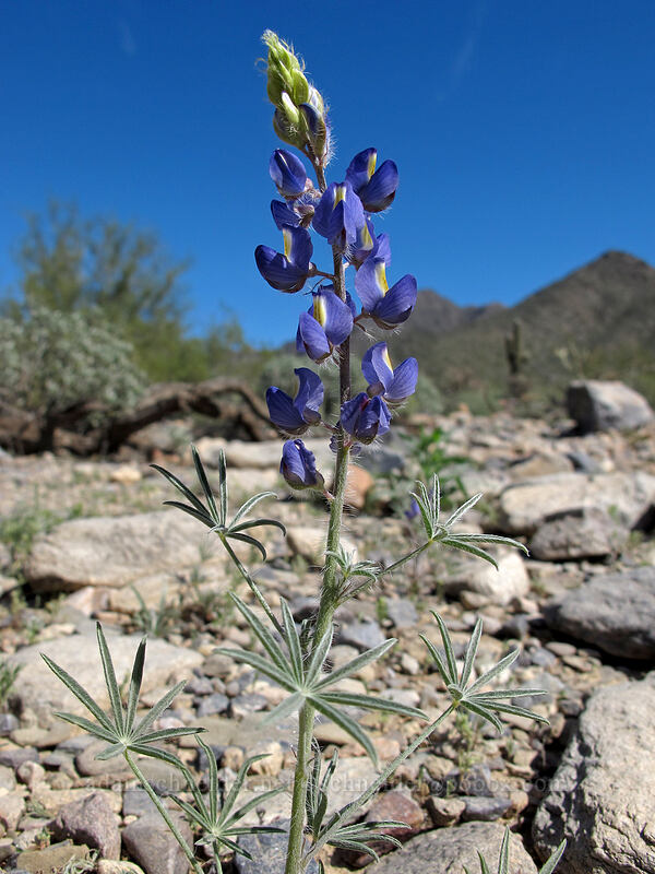 desert lupine (Lupinus sparsiflorus) [McDowell Sonoran Preserve, Scottsdale, Maricopa County, Arizona]