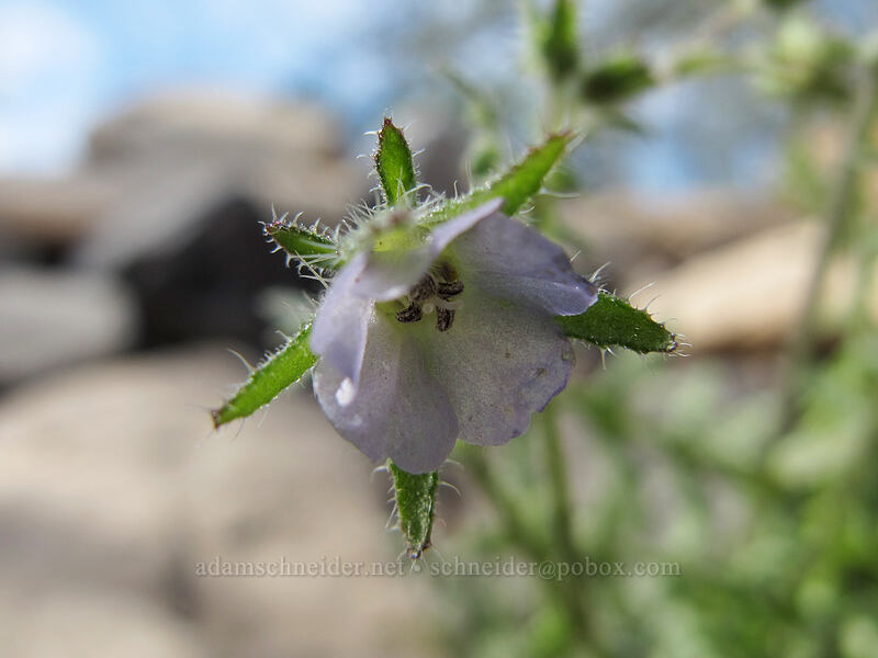 Arizona fiesta-flower (Pholistoma auritum var. arizonicum) [McDowell Sonoran Preserve, Scottsdale, Maricopa County, Arizona]