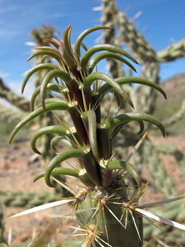 new growth on buckhorn cholla (Cylindropuntia acanthocarpa) [McDowell Sonoran Preserve, Scottsdale, Maricopa County, Arizona]