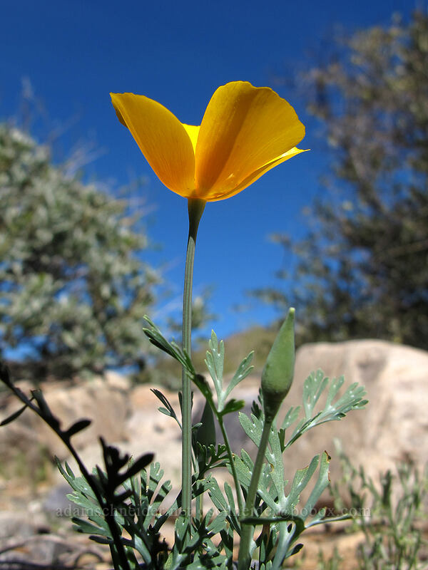 Mexican poppy (Eschscholzia californica ssp. mexicana (Eschscholzia mexicana)) [McDowell Sonoran Preserve, Scottsdale, Maricopa County, Arizona]