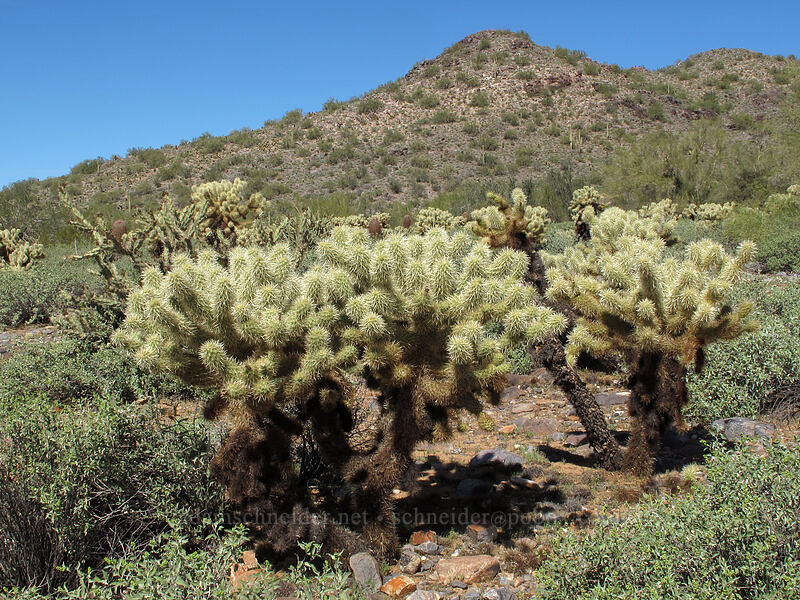chollas (Cylindropuntia sp.) [McDowell Sonoran Preserve, Scottsdale, Maricopa County, Arizona]