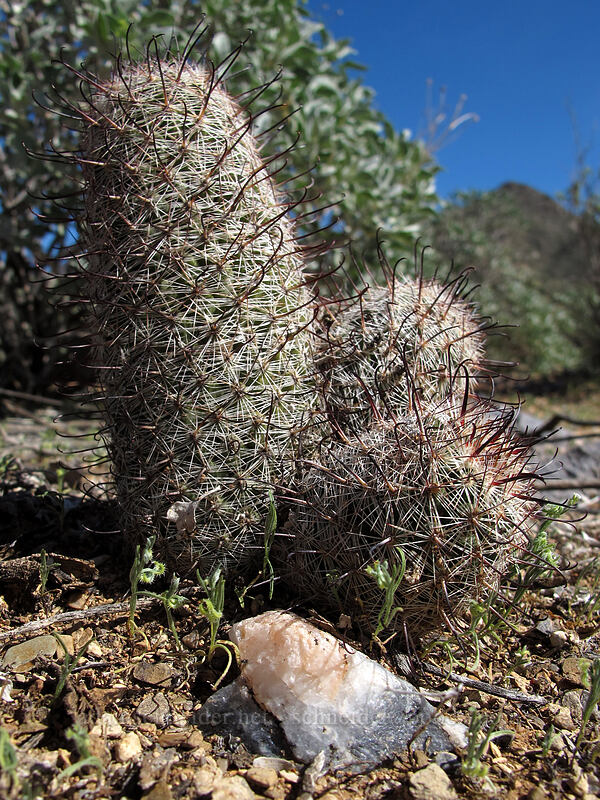 Graham's nipple cactus (Mammillaria grahamii (Cochemiea grahamii)) [McDowell Sonoran Preserve, Scottsdale, Maricopa County, Arizona]