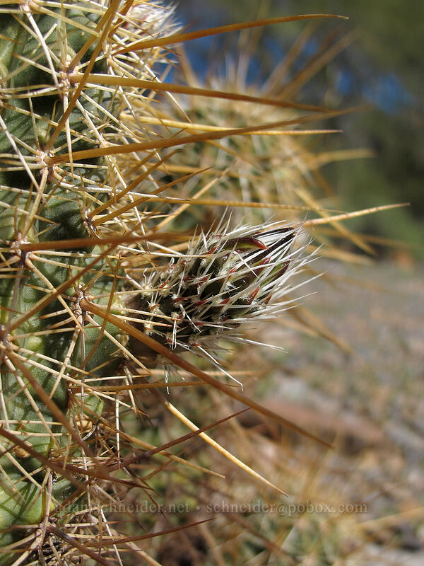 new growth on Engelmann's hedgehog cactus (Echinocereus engelmannii) [McDowell Sonoran Preserve, Scottsdale, Maricopa County, Arizona]