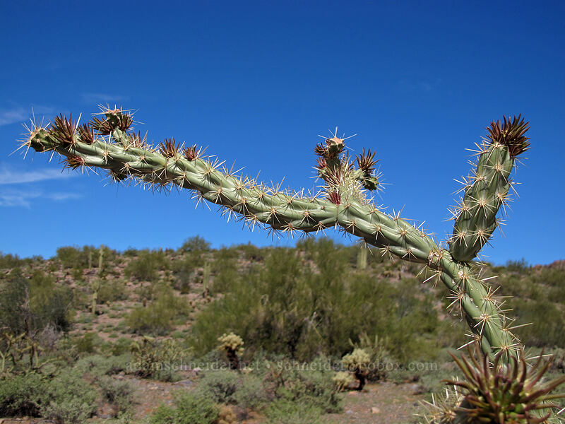 buckhorn cholla [McDowell Sonoran Preserve, Scottsdale, Maricopa County, Arizona]