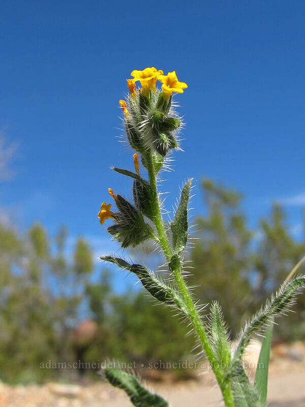 fiddleneck (Amsinckia sp.) [McDowell Sonoran Preserve, Scottsdale, Maricopa County, Arizona]