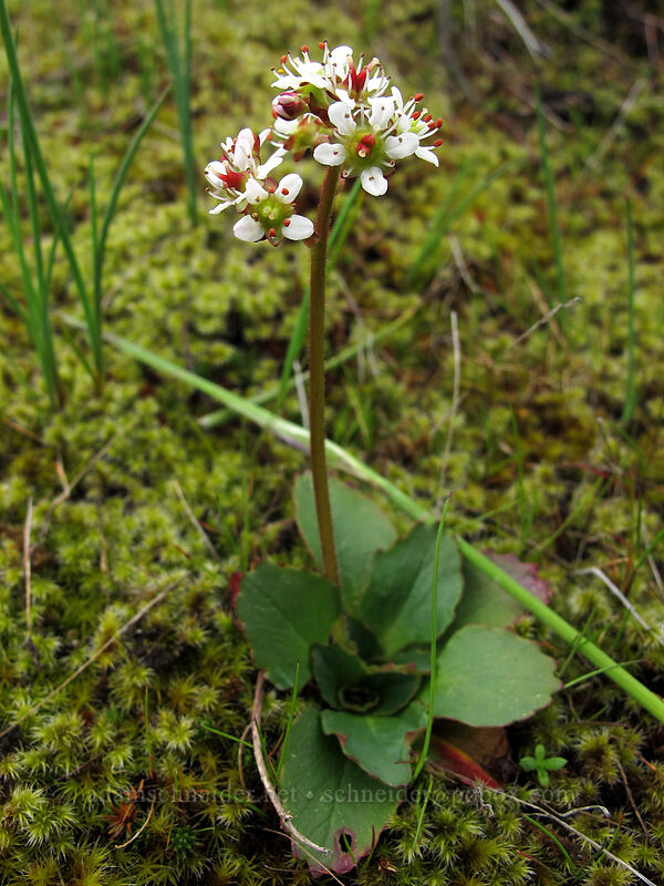 saxifrage (Micranthes rufidula) [Catherine Creek, Klickitat County, Washington]