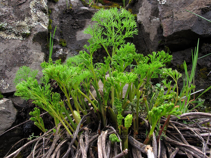 Klickitat desert parsley shoots (Lomatium klickitatense (Lomatium grayi)) [Old Highway 8, Klickitat County, Washington]