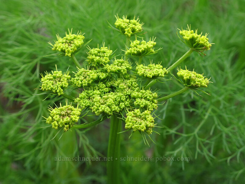 Klickitat desert parsley (Lomatium klickitatense (Lomatium grayi)) [Old Highway 8, Klickitat County, Washington]