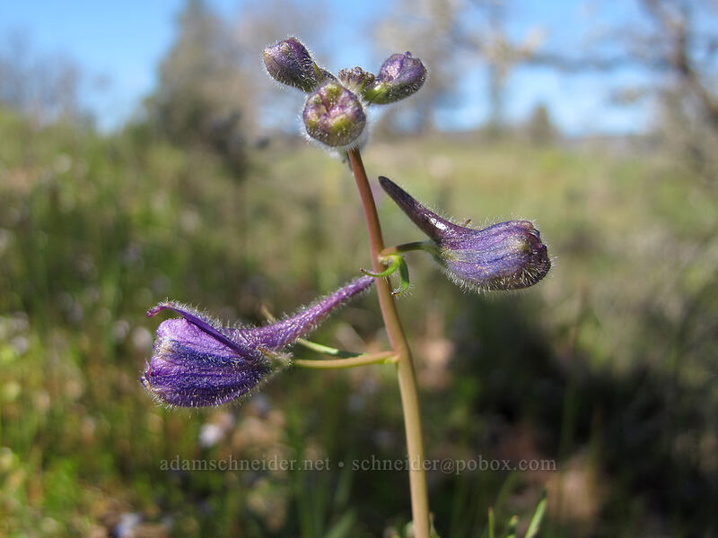 upland larkspur (Delphinium nuttallianum) [Memaloose Hills, Wasco County, Oregon]