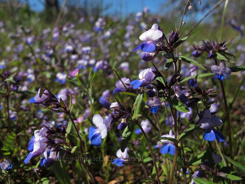 large-flowered blue-eyed-Mary (Collinsia grandiflora) [Memaloose Hills, Wasco County, Oregon]