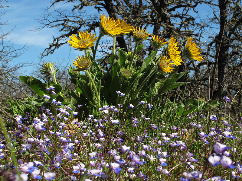 balsamroot & blue-eyed-Mary (Balsamorhiza sp., Collinsia grandiflora) [Memaloose Hills, Wasco County, Oregon]