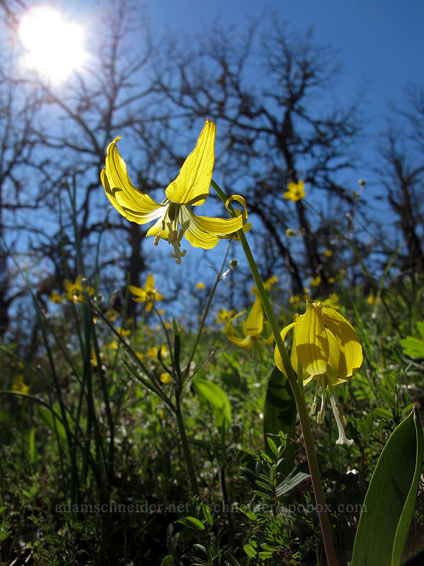 glacier lilies & buttercups (Erythronium grandiflorum, Ranunculus occidentalis) [Chatfield Hill, Wasco County, Oregon]