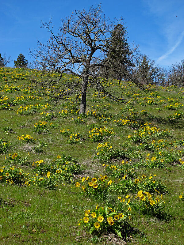 balsamroot & an oak tree (Balsamorhiza sp.) [Chatfield Hill, Wasco County, Oregon]
