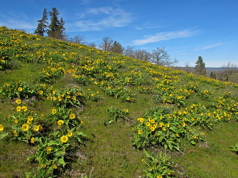 balsamroot (Balsamorhiza sp.) [Chatfield Hill, Wasco County, Oregon]