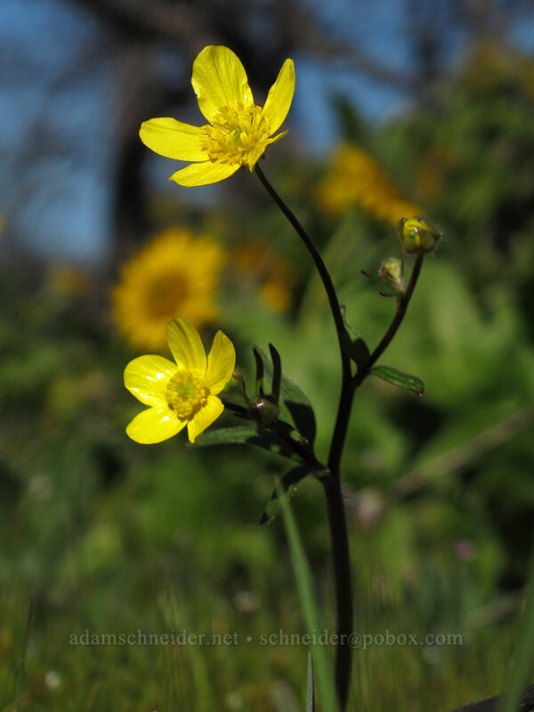 buttercups (Ranunculus occidentalis) [Chatfield Hill, Wasco County, Oregon]