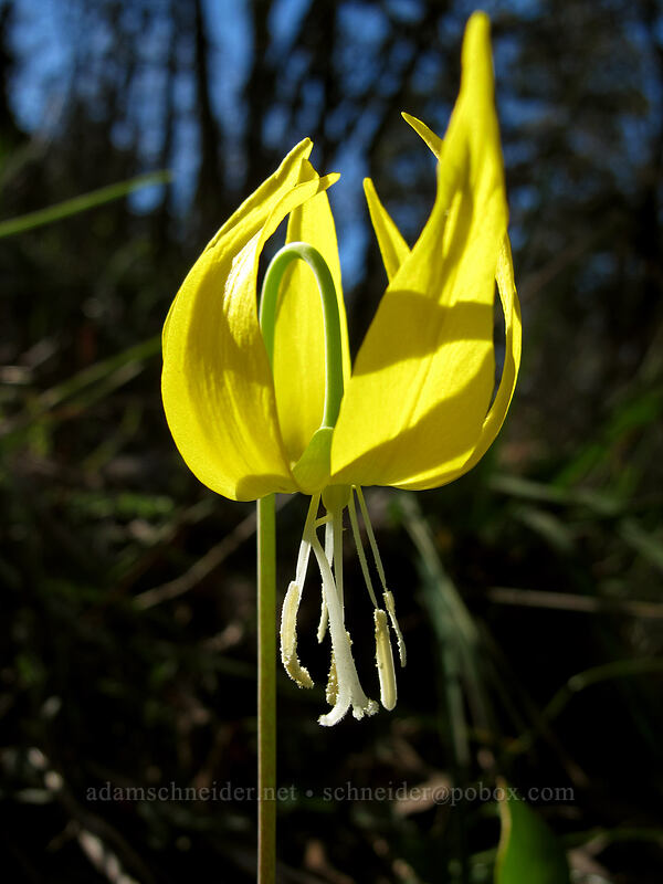 glacier lily (Erythronium grandiflorum) [Memaloose Hills, Wasco County, Oregon]