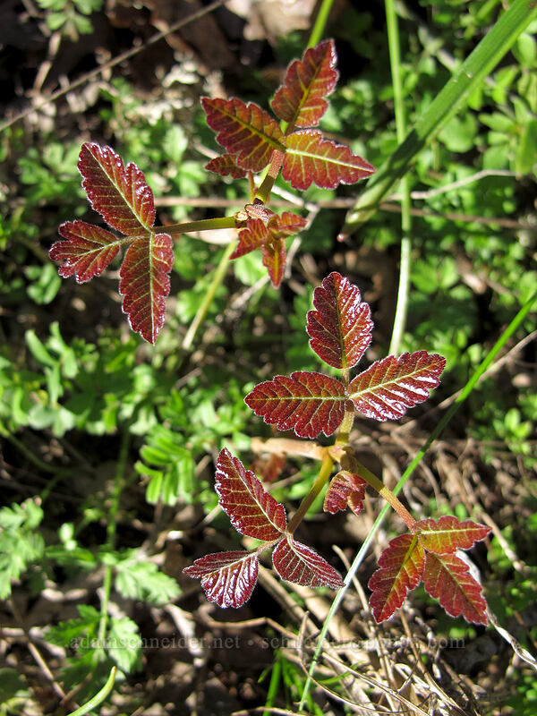 poison-oak (Toxicodendron diversilobum (Rhus diversiloba)) [Memaloose Hills, Wasco County, Oregon]