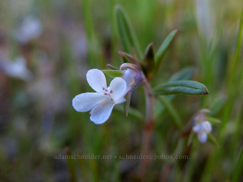 small-flowered blue-eyed-Mary, white form (Collinsia parviflora) [Memaloose Hills, Wasco County, Oregon]