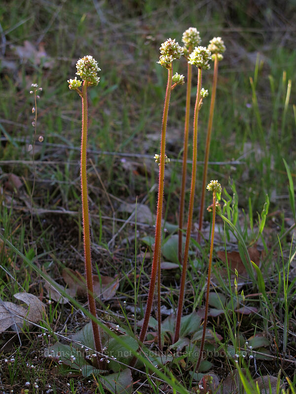 saxifrage (Micranthes integrifolia (Saxifraga integrifolia)) [Memaloose Hills, Wasco County, Oregon]