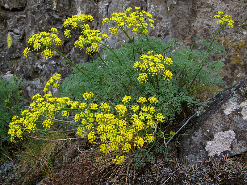 pungent desert parsley (Lomatium papilioniferum (Lomatium grayi)) [Memaloose Pinnacles, Wasco County, Oregon]