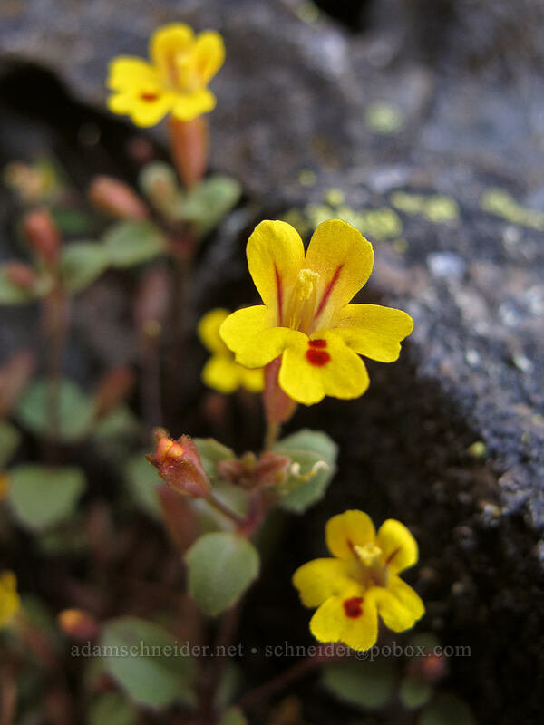 chickweed monkeyflower (Erythranthe alsinoides (Mimulus alsinoides)) [Memaloose Pinnacles, Wasco County, Oregon]