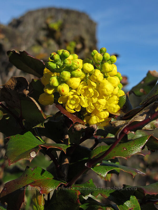 Oregon-grape flowers (Mahonia aquifolium (Berberis aquifolium)) [Memaloose Pinnacles, Wasco County, Oregon]