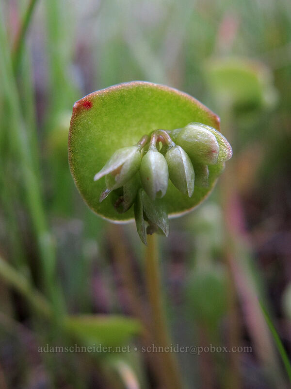miner's lettuce (Claytonia perfoliata (Montia perfoliata)) [Tom McCall Preserve, Wasco County, Oregon]
