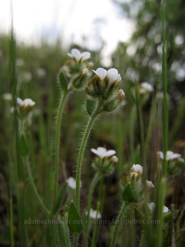 popcorn flower (Plagiobothrys sp.) [Tom McCall Preserve, Wasco County, Oregon]