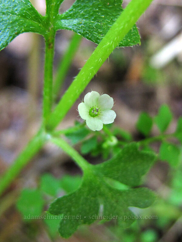 small-flowered nemophila (Nemophila parviflora) [Camassia Natural Area, West Linn, Clackamas County, Oregon]