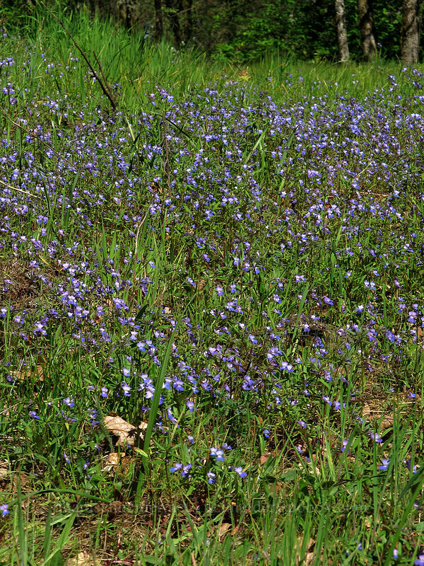 large-flowered blue-eyed-Mary (Collinsia grandiflora) [Camassia Natural Area, West Linn, Clackamas County, Oregon]