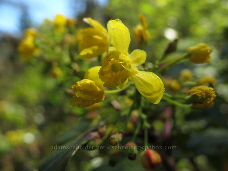 Oregon-grape flowers (Mahonia aquifolium (Berberis aquifolium)) [Camassia Natural Area, West Linn, Clackamas County, Oregon]