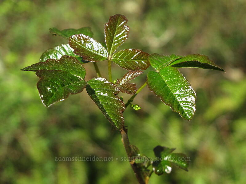 poison-oak (Toxicodendron diversilobum (Rhus diversiloba)) [Camassia Natural Area, West Linn, Clackamas County, Oregon]