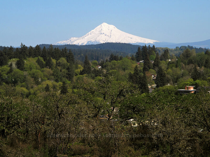 Mount Hood [Camassia Natural Area, West Linn, Clackamas County, Oregon]