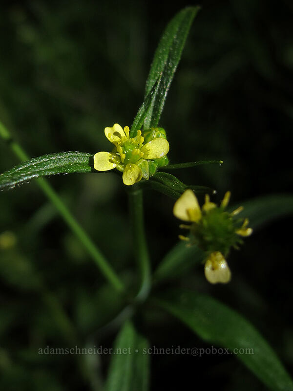 little buttercup (Ranunculus uncinatus) [Camassia Natural Area, West Linn, Clackamas County, Oregon]