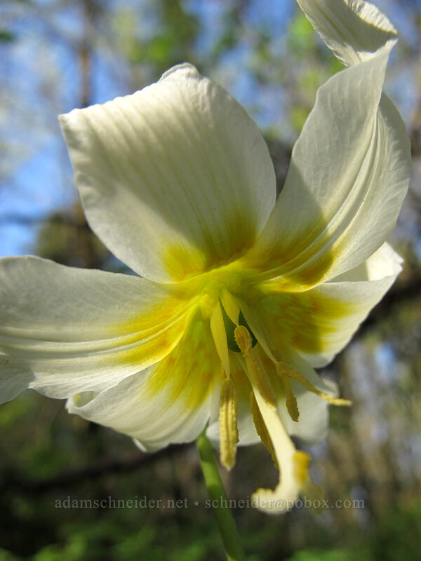 Oregon fawn-lily (Erythronium oregonum) [Camassia Natural Area, West Linn, Clackamas County, Oregon]