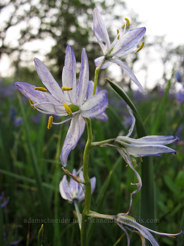 white camas with blue spots (Camassia quamash) [Camassia Natural Area, West Linn, Clackamas County, Oregon]