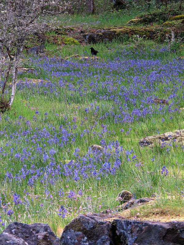 camas & a crow (Camassia quamash, Corvus brachyrhynchos) [Camassia Natural Area, West Linn, Clackamas County, Oregon]