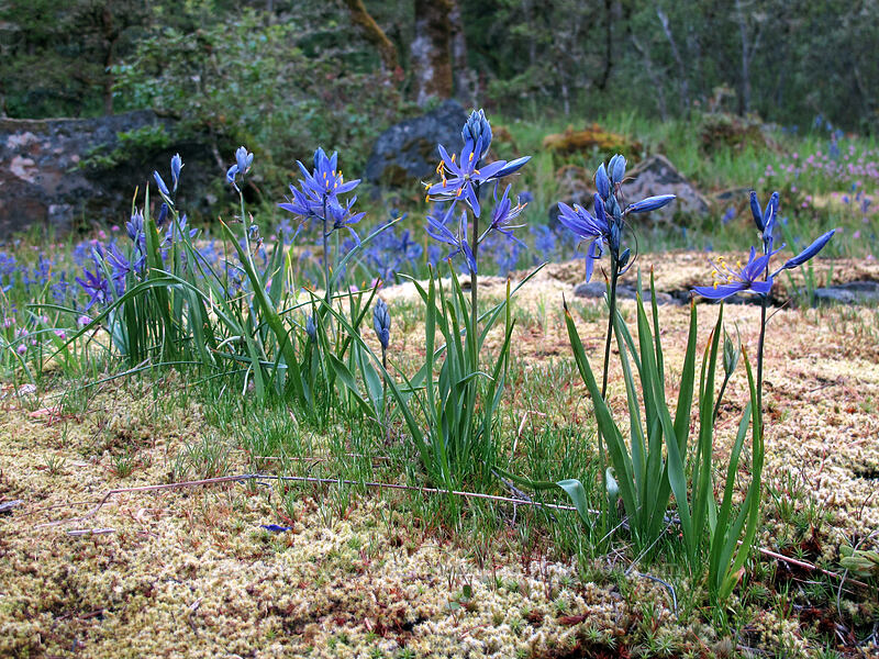 camas in a row (Camassia quamash) [Camassia Natural Area, West Linn, Clackamas County, Oregon]