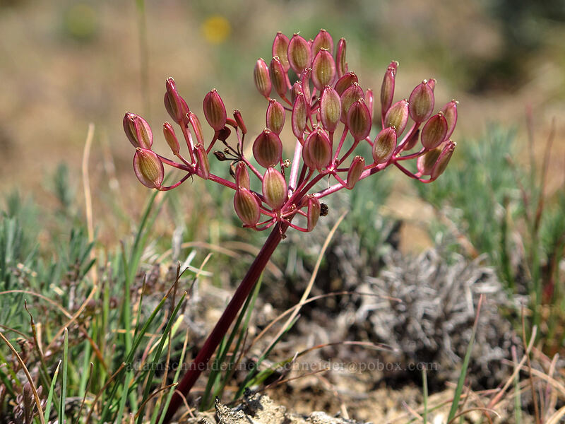 Umtanum desert-parsley (Lomatium quintuplex) [L.T. Murray Wildlife Area, Kittitas County, Washington]