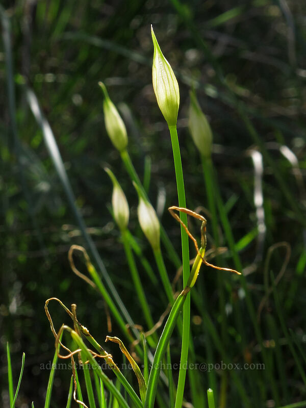 onions, budding (Allium sp.) [L.T. Murray Wildlife Area, Kittitas County, Washington]