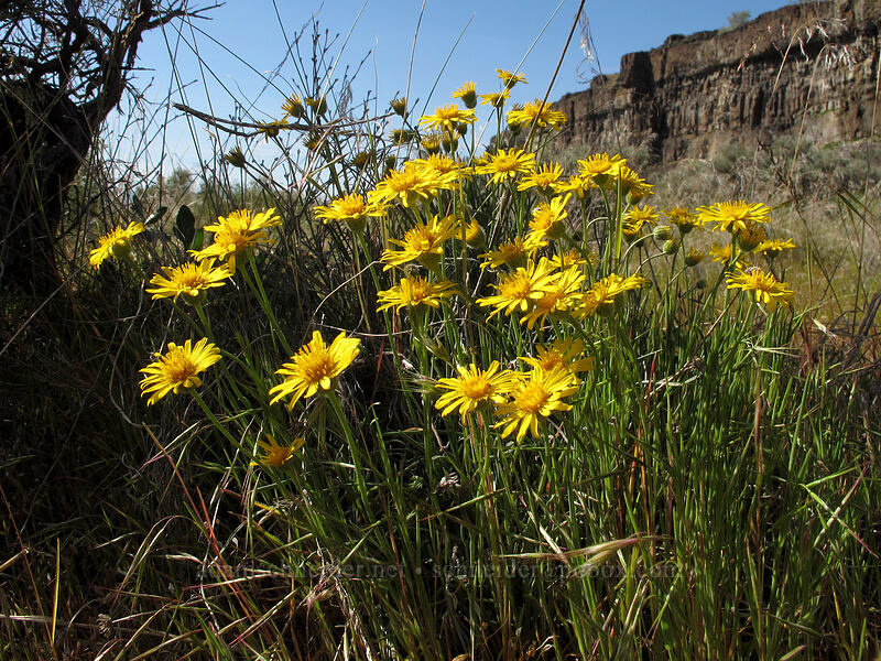 desert yellow daisy (Erigeron linearis) [Ancient Lakes Trail, Grant County, Washington]