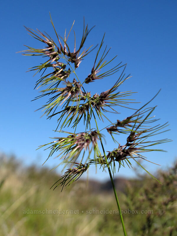 bulbous blue-grass (Poa bulbosa) [Ancient Lakes Trail, Grant County, Washington]