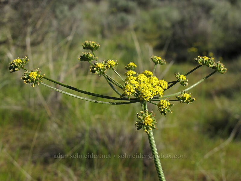 nine-leaf desert-parsley (Lomatium triternatum) [Ancient Lakes Trail, Grant County, Washington]