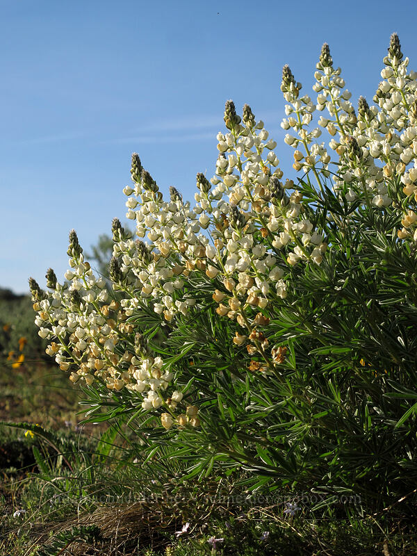 sulphur lupine (Lupinus sulphureus ssp. sulphureus) [Beezley Hills Preserve, Grant County, Washington]
