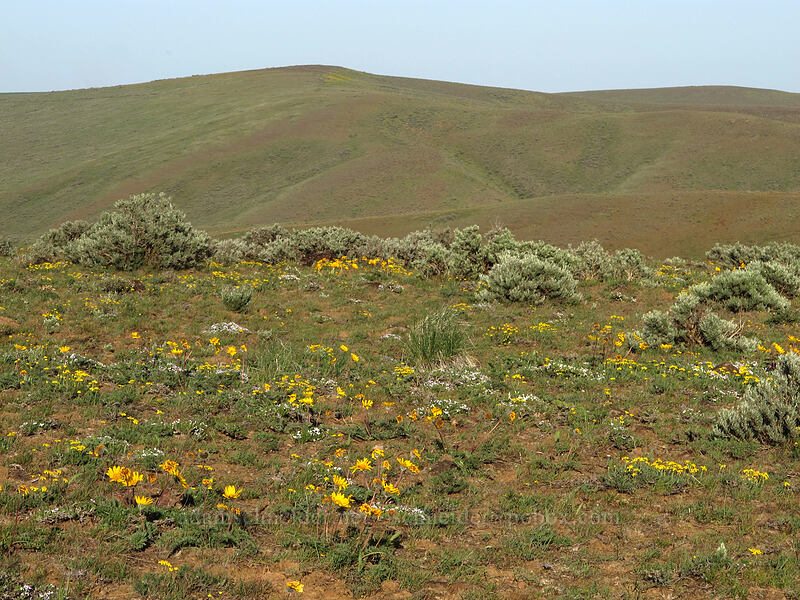 wildflowers & hills [Beezley Hills Preserve, Grant County, Washington]