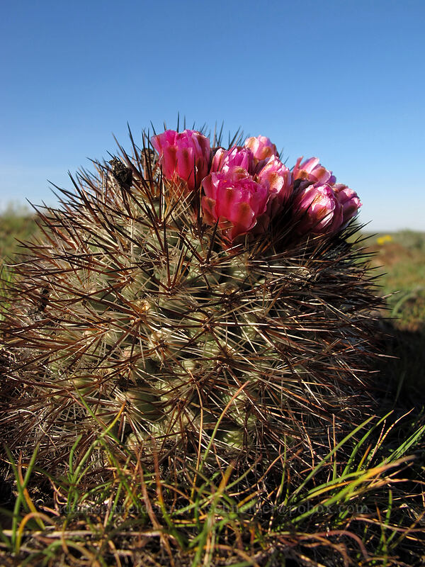 Columbia Plateau cactus (Pediocactus nigrispinus (Pediocactus simpsonii var. robustior)) [Beezley Hills Preserve, Grant County, Washington]
