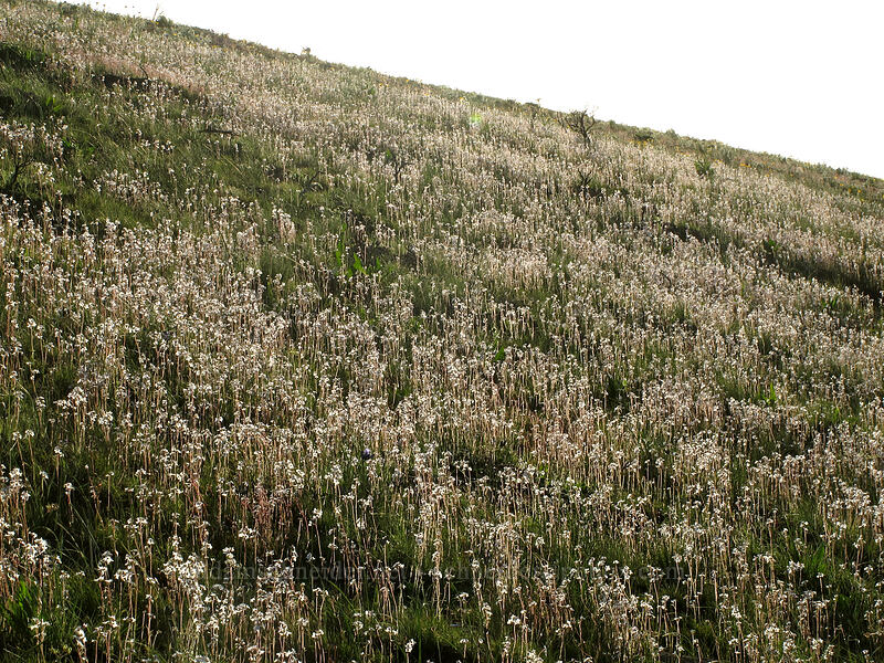 prairie stars (Lithophragma sp.) [Beezley Hills Preserve, Grant County, Washington]