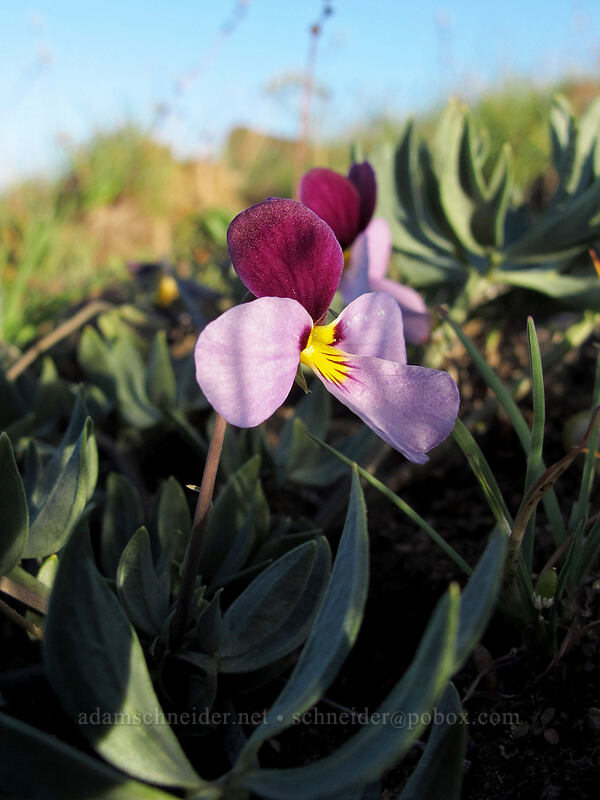 sagebrush violet (Viola trinervata) [Beezley Hills Preserve, Grant County, Washington]