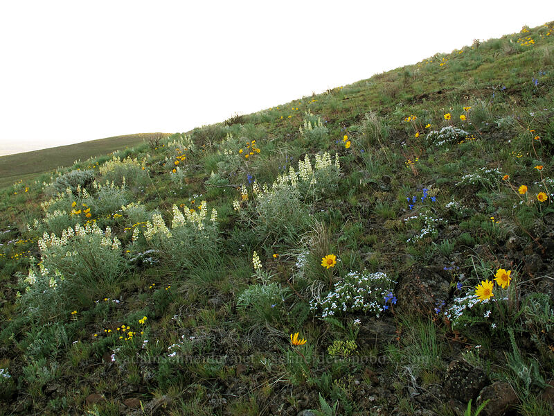 wildflowers (Lupinus sulphureus ssp. sulphureus, Balsamorhiza hookeri, Delphinium nuttallianum, Phlox sp.) [Beezley Hills Preserve, Grant County, Washington]