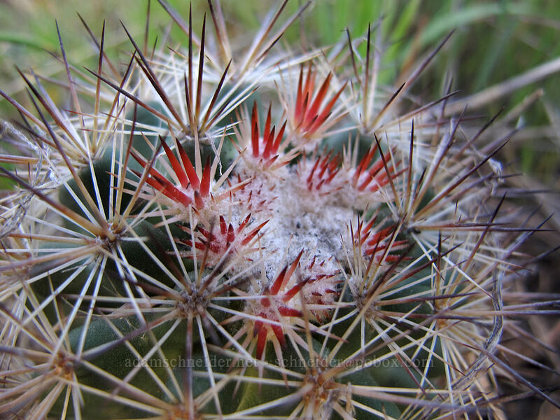 Columbia Plateau cactus (Pediocactus nigrispinus (Pediocactus simpsonii var. robustior)) [Beezley Hills Preserve, Grant County, Washington]